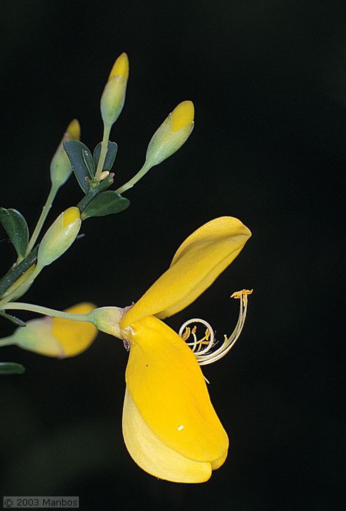 Fotos de Miguel Angel
Flor de la huerta de Castro
España